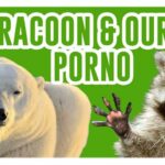 Racoon racaille et ours porno de kubi dormoy