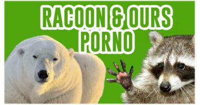 Racoon racaille et ours porno de kubi dormoy