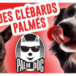 de-kubi-dormoy-chiens-palme-or-palm-dog-ouragan-chien-mechant-messi-brandy-breast-bloom-live-replay-os